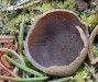 řasnatka laločnatá (Houby), Peziza lobulata (Fungi)